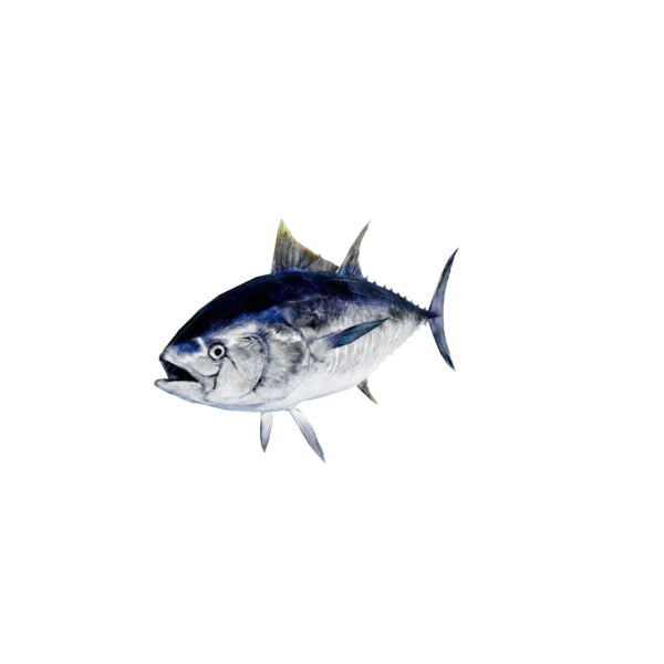 File:Bluefin Tuna.png