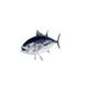 Bluefin Tuna.png