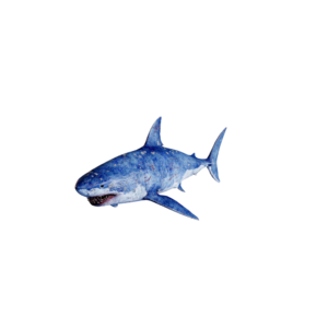 White Shark Nightmare.png