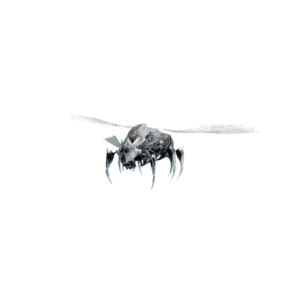DeathBeetle.png