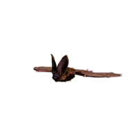 Giant Bat Elite.png