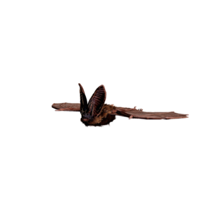 Giant Bat Elite.png