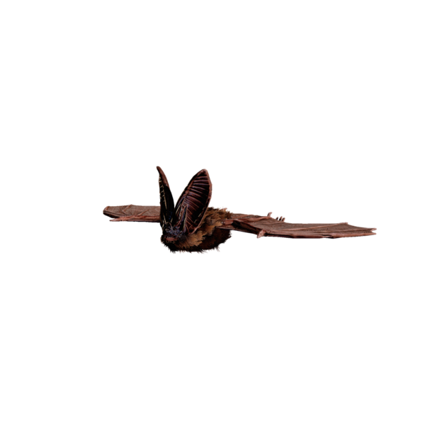 File:Giant Bat Elite.png