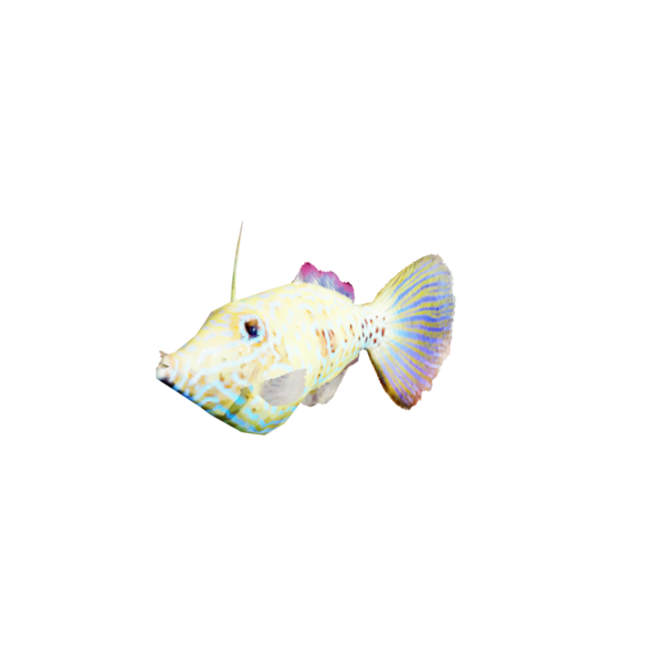 File:Scrawled Filefish.png