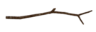 Twig.png