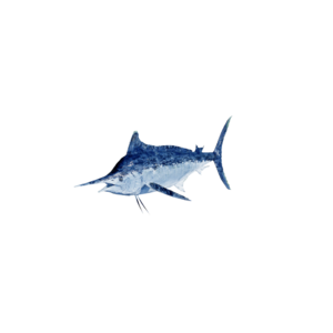 Bluemarlin.png