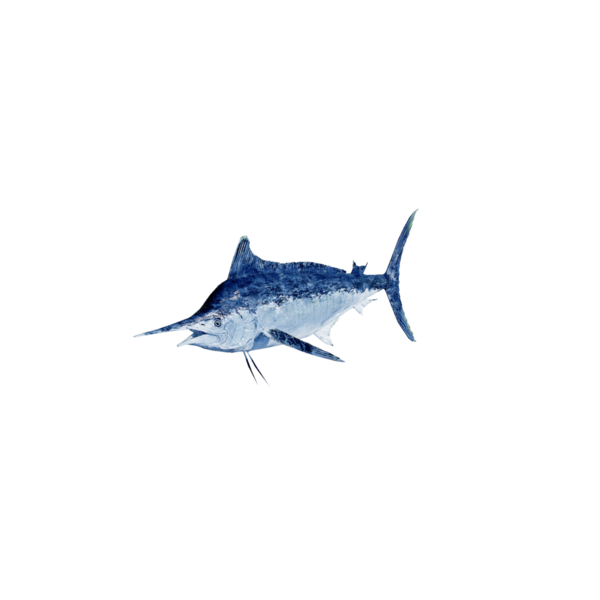 File:Bluemarlin.png