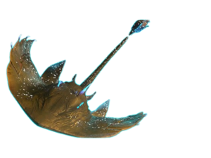 Ancient Stingray.png