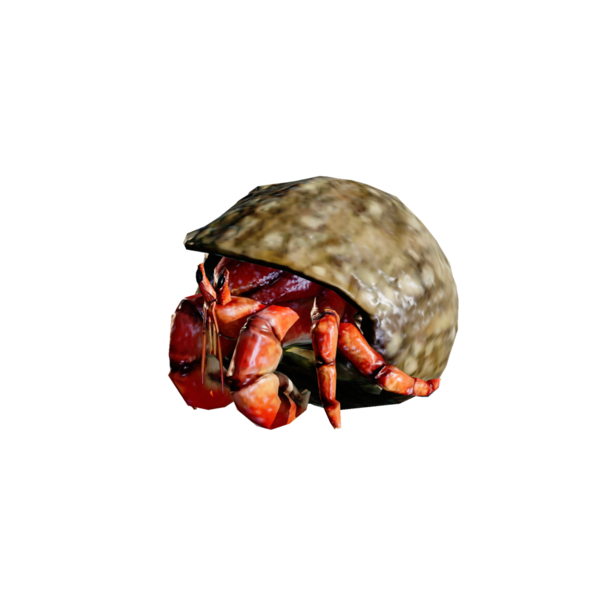 File:Hermit Crab.png