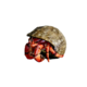 Hermit Crab.png