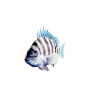 Sheepshead.png
