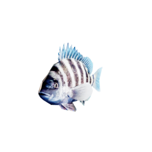 Sheepshead.png