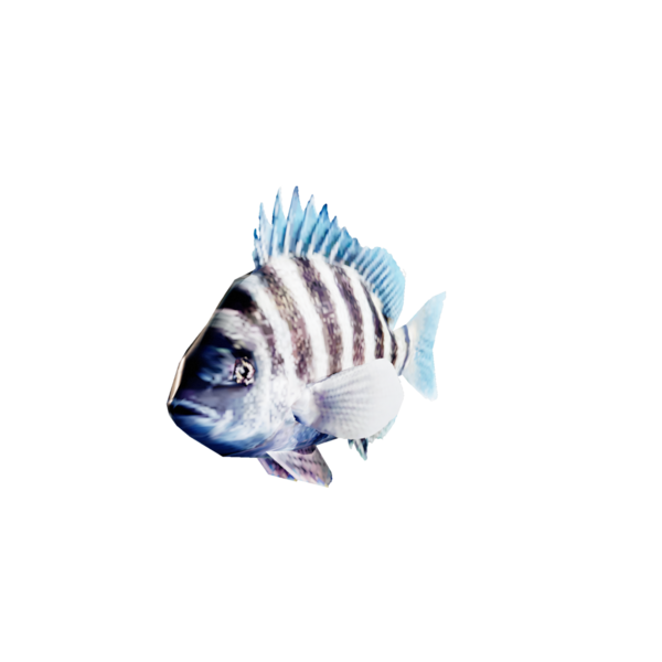 File:Sheepshead.png