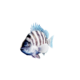 Sheepshead.png