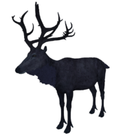 Midnight Stag.png