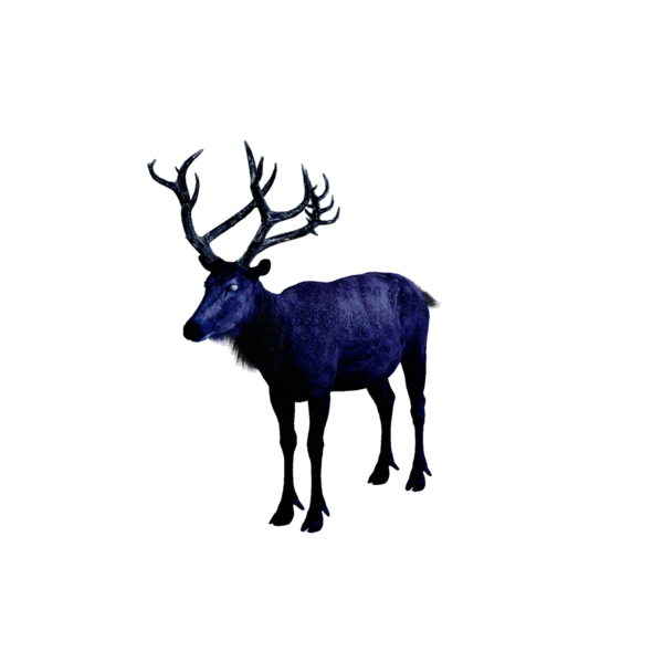 File:Midnight Stag.png
