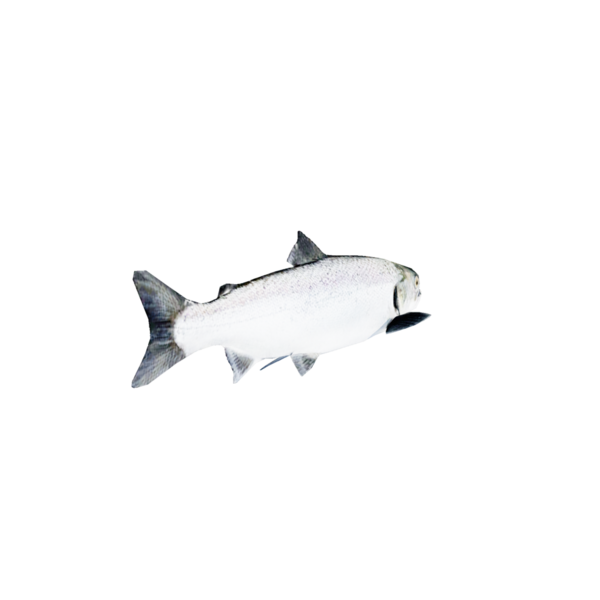 File:Salmon.png