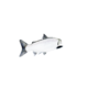 Salmon.png