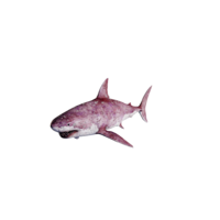 White Shark Elite.png
