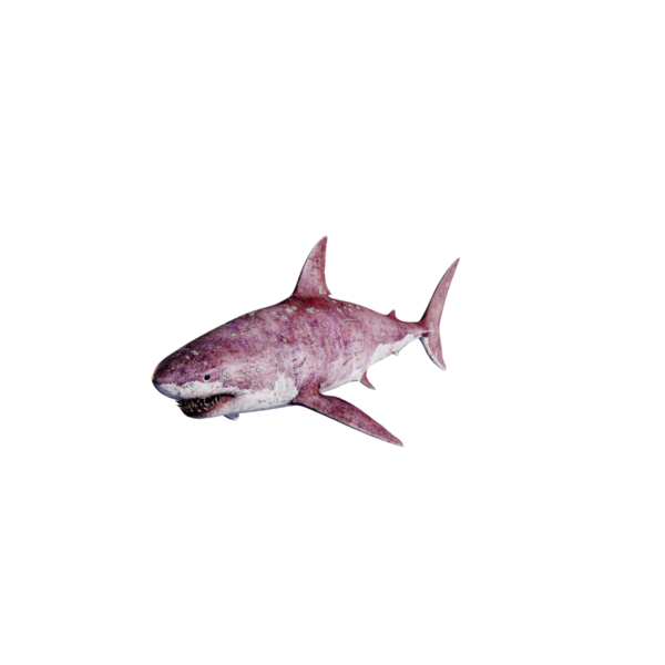 File:White Shark Elite.png