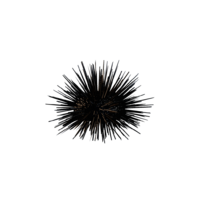 Sea Urchin.png