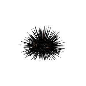 Sea Urchin.png