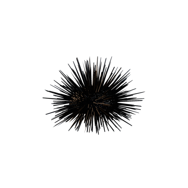 File:Sea Urchin.png