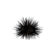 Sea Urchin.png