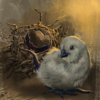 Portrait Merchant Cockatrice 02.png