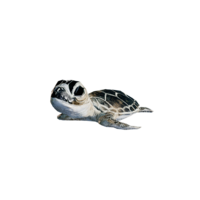 Baby Turtle.png