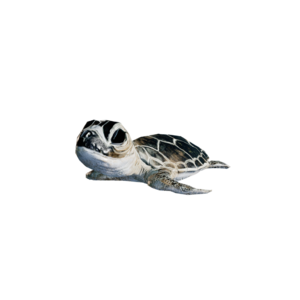 Baby Turtle.png