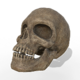 Intact Skull.png