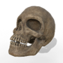 Intact Skull