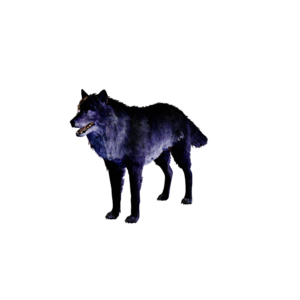Dire Wolf Nightmare.png