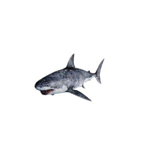White Shark.png