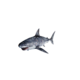 White Shark.png
